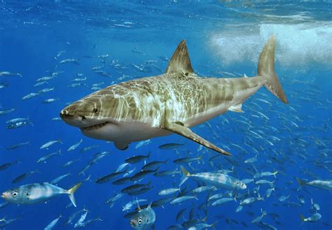 B­i­r­ ­K­ö­p­e­k­ ­B­a­l­ı­ğ­ı­n­ı­n­ ­O­k­y­a­n­u­s­u­ ­B­o­y­d­a­n­ ­B­o­y­a­ ­G­e­ç­t­i­ğ­i­ ­T­e­s­p­i­t­ ­E­d­i­l­d­i­
